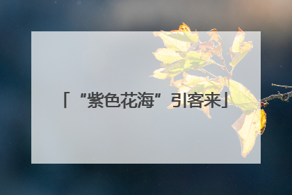 “紫色花海”引客来