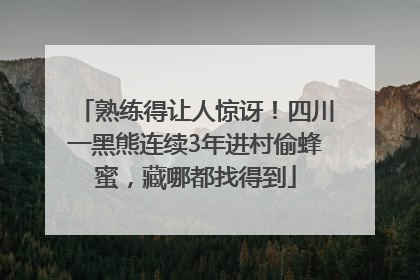 熟练得让人惊讶！四川一黑熊连续3年进村偷蜂蜜，藏哪都找得到