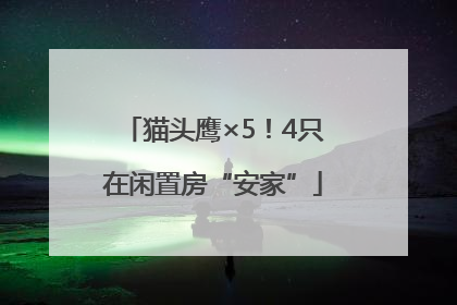 猫头鹰×5！4只在闲置房“安家”