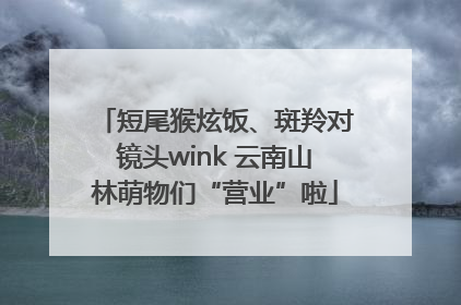 短尾猴炫饭、斑羚对镜头wink 云南山林萌物们“营业”啦