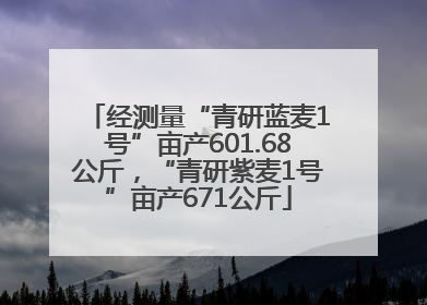 经测量“青研蓝麦1号”亩产601.68公斤，“青研紫麦1号”亩产671公斤