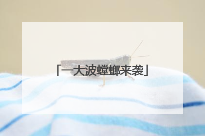 一大波螳螂来袭