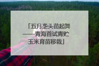 五月垄头苗起舞——青海首试青贮玉米育苗移栽