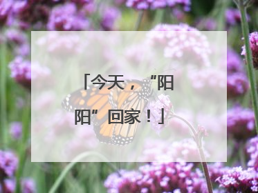 今天，“阳阳”回家！
