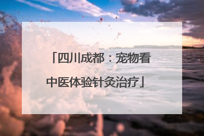 四川成都：宠物看中医体验针灸治疗