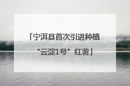 宁洱县首次引进种植“云淀1号”红薯