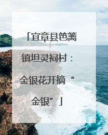 宜章县笆篱镇坦灵祠村：金银花开摘“金银”