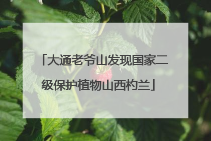 大通老爷山发现国家二级保护植物山西杓兰