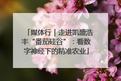 媒体行｜走进凯盛浩丰“番茄硅谷”：看数字神经下的精准农业