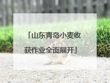 山东青岛小麦收获作业全面展开