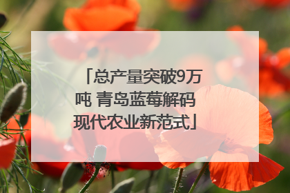 总产量突破9万吨 青岛蓝莓解码现代农业新范式