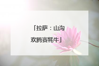 拉萨：山沟欢腾赛牦牛
