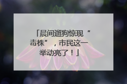 晨间遛狗惊现“毒株”，市民这一举动亮了！