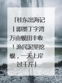 桂东出海记丨即墨丁字湾万亩蚬田丰收！渔民泥里挖蚬，一天上岸过千斤