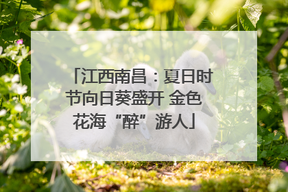 江西南昌：夏日时节向日葵盛开 金色花海“醉”游人