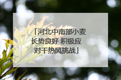河北中南部小麦长势良好 积极应对干热风挑战