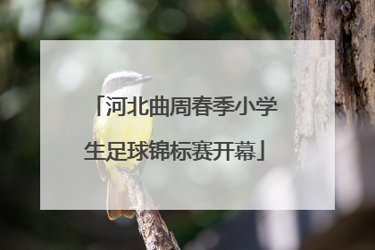 河北曲周春季小学生足球锦标赛开幕
