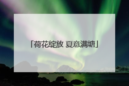 荷花绽放 夏意满塘