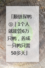 顺链探鸭③｜1个人就能管6万只鸭，养成一只鸭只需50多天