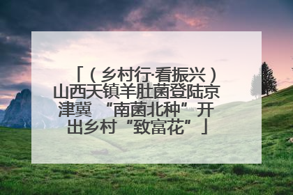 （乡村行·看振兴）山西天镇羊肚菌登陆京津冀 “南菌北种”开出乡村“致富花”